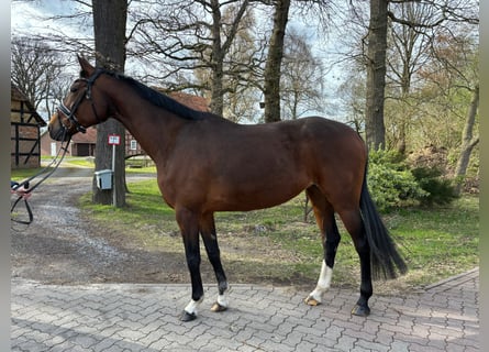 Caballo de salto Oldenburgo, Yegua, 9 años, 165 cm, Castaño oscuro
