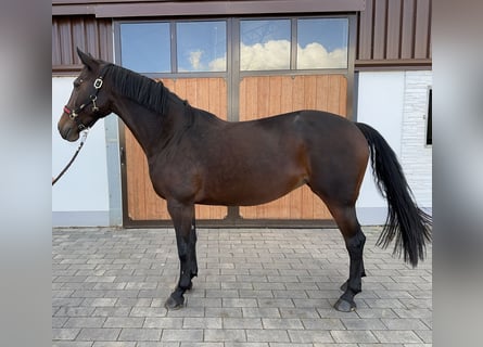 Caballo de salto Oldenburgo, Yegua, 9 años, 165 cm, Castaño oscuro