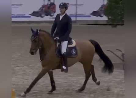 Caballo de salto Oldenburgo, Yegua, 9 años, 168 cm, Castaño