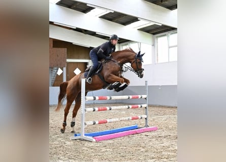 Caballo de salto Oldenburgo, Yegua, 9 años, 170 cm, Alazán