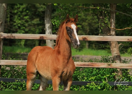 Caballo de salto Oldenburgo, Yegua, Potro (03/2026), 170 cm, Alazán-tostado