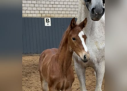 Caballo de salto Oldenburgo, Yegua, Potro (06/2026), 175 cm, Musgo