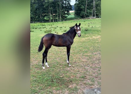 Caballo de salto Oldenburgo, Yegua, Potro (04/2026)