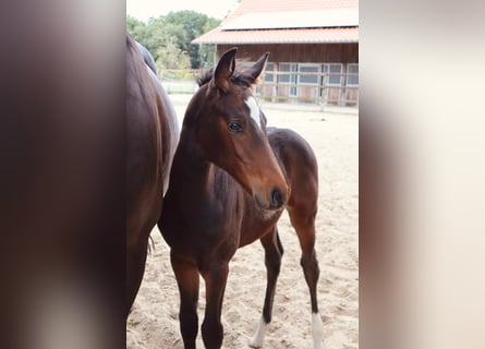 Caballo de salto Oldenburgo, Yegua, Potro (06/2025), Castaño oscuro