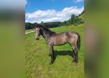 Caballo de salto Oldenburgo, Yegua, Potro (03/2025), Musgo