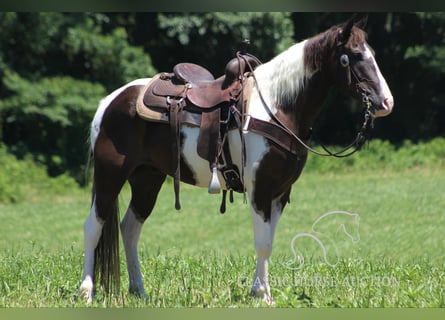 Caballo de silla manchada, Caballo castrado, 11 años, 152 cm, Tobiano-todas las-capas