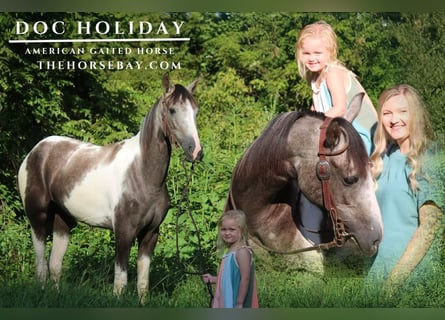 Caballo de silla manchada, Caballo castrado, 4 años, Tordo