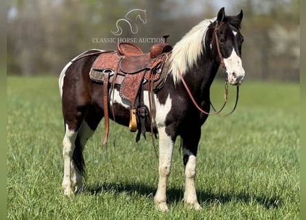 Caballo de silla manchada, Caballo castrado, 5 años, 142 cm, Tobiano-todas las-capas