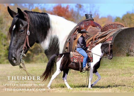Caballo de silla manchada, Caballo castrado, 5 años, 155 cm, Tobiano-todas las-capas