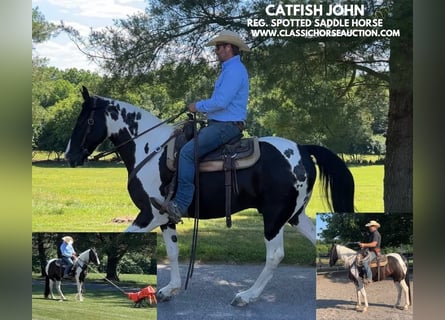 Caballo de silla manchada, Caballo castrado, 7 años, 163 cm, Tobiano-todas las-capas