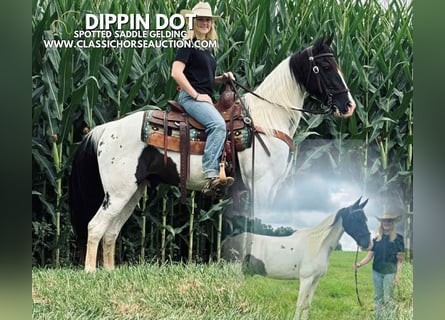 Caballo de silla manchada, Caballo castrado, 8 años, 142 cm, Tobiano-todas las-capas
