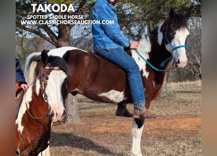 Caballo de silla manchada, Caballo castrado, 9 años, 142 cm, Tobiano-todas las-capas