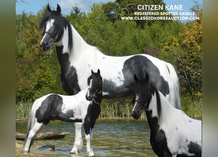 Caballo de silla manchada, Caballo castrado, 9 años, 152 cm, Tobiano-todas las-capas