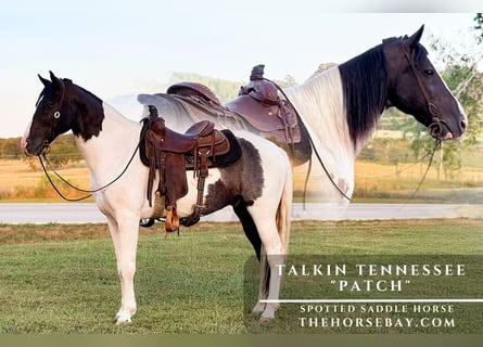 Caballo de silla manchada, Caballo castrado, 9 años, 152 cm, Tobiano-todas las-capas