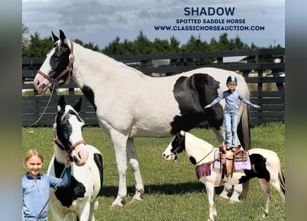 Caballo de silla manchada, Yegua, 13 años, 142 cm, Tobiano-todas las-capas