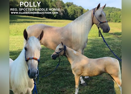 Caballo de silla manchada, Yegua, 3 años, 142 cm, Palomino