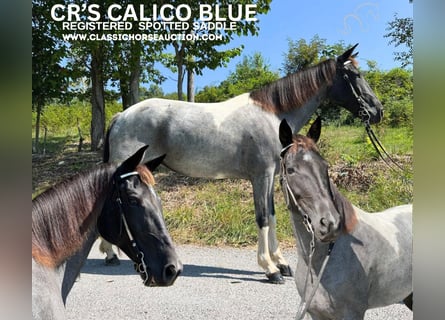 Caballo de silla manchada, Yegua, 6 años, 142 cm, Ruano azulado