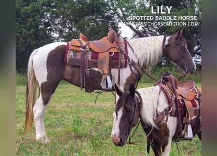 Caballo de silla manchada, Yegua, 7 años, 152 cm, Tobiano-todas las-capas