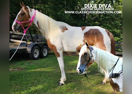 Caballo de silla manchada, Yegua, 8 años, 152 cm, Tobiano-todas las-capas