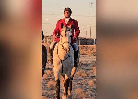 caballo de tiro Mestizo, Caballo castrado, 10 años, 173 cm, Tordo rodado