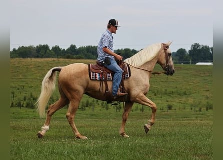 caballo de tiro, Caballo castrado, 11 años, 165 cm, Palomino