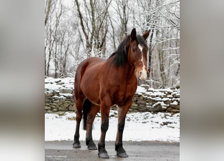 caballo de tiro, Caballo castrado, 13 años, 155 cm, Castaño rojizo