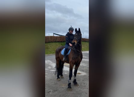 caballo de tiro, Caballo castrado, 14 años, 167 cm, Castaño oscuro