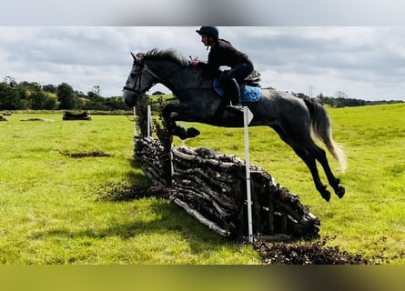 caballo de tiro, Caballo castrado, 4 años, 165 cm, Tordillo negro