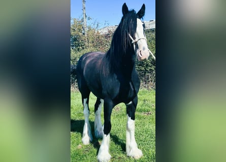 caballo de tiro, Caballo castrado, 4 años