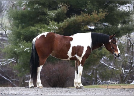 caballo de tiro Mestizo, Caballo castrado, 5 años, 147 cm, Tobiano-todas las-capas