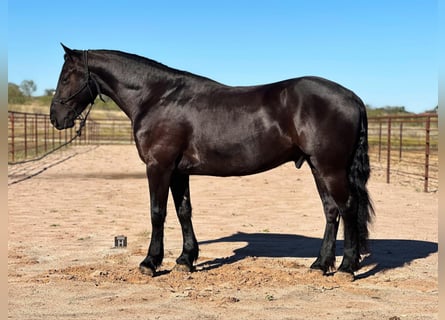 caballo de tiro, Caballo castrado, 5 años, 152 cm, Negro