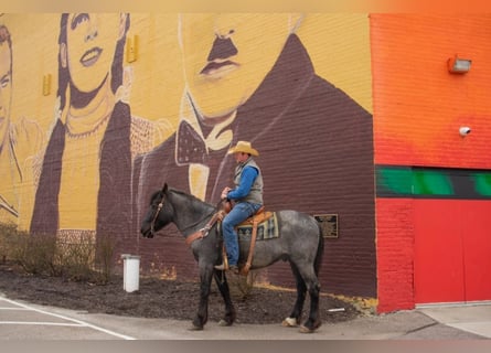 caballo de tiro, Caballo castrado, 5 años, 152 cm, Ruano azulado