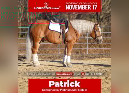 caballo de tiro Mestizo, Caballo castrado, 5 años, 157 cm, Palomino