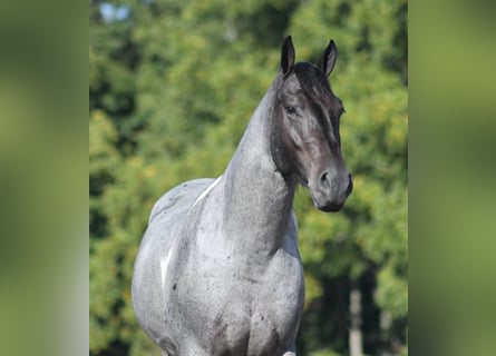 caballo de tiro, Caballo castrado, 5 años, 160 cm, Ruano azulado