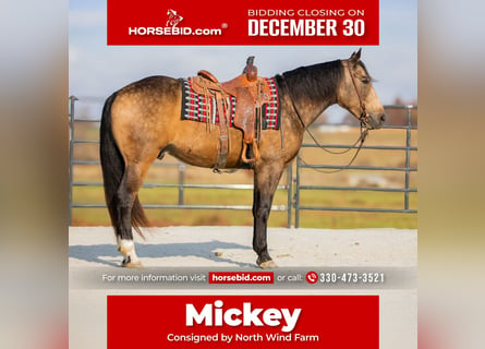 caballo de tiro Mestizo, Caballo castrado, 5 años, 163 cm, Buckskin/Bayo