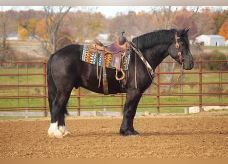 caballo de tiro Mestizo, Caballo castrado, 5 años, 163 cm, Negro