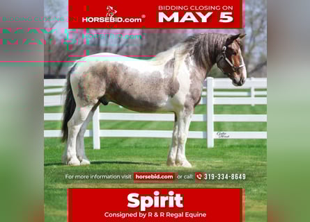 caballo de tiro Mestizo, Caballo castrado, 5 años, 165 cm, Tobiano-todas las-capas