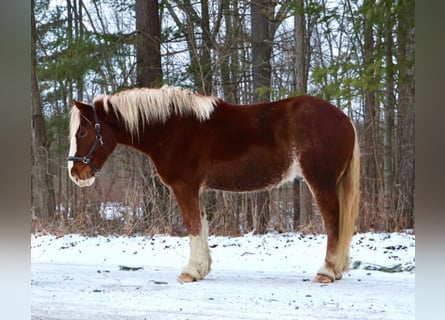 caballo de tiro Mestizo, Caballo castrado, 5 años, 168 cm, Alazán-tostado