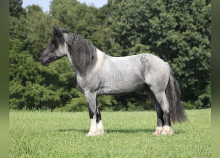 caballo de tiro Mestizo, Caballo castrado, 5 años, Ruano azulado