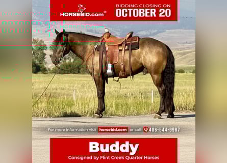 caballo de tiro Mestizo, Caballo castrado, 6 años, 150 cm, Buckskin/Bayo