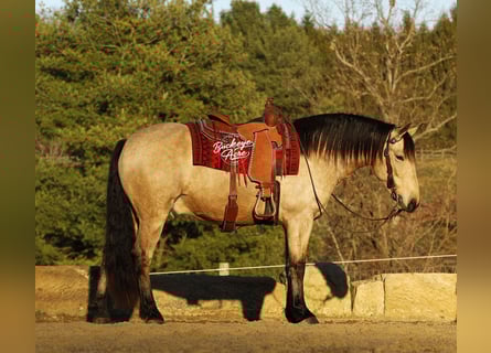 caballo de tiro Mestizo, Caballo castrado, 6 años, 155 cm, Buckskin/Bayo