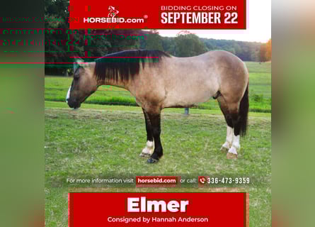 caballo de tiro Mestizo, Caballo castrado, 6 años, 160 cm, Grullo
