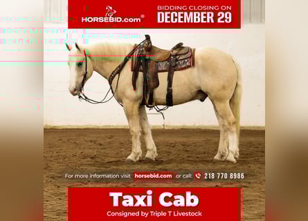 caballo de tiro Mestizo, Caballo castrado, 6 años, 163 cm, Palomino