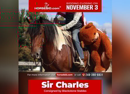 caballo de tiro Mestizo, Caballo castrado, 6 años, 173 cm, Pío