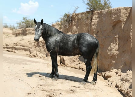 caballo de tiro, Caballo castrado, 6 años, Tordo rodado