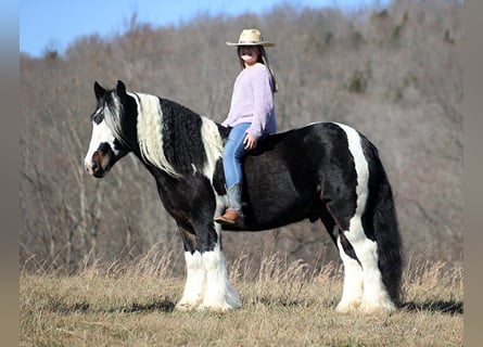 caballo de tiro, Caballo castrado, 7 años, 147 cm, Tobiano-todas las-capas
