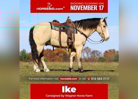 caballo de tiro Mestizo, Caballo castrado, 7 años, 157 cm, Buckskin/Bayo