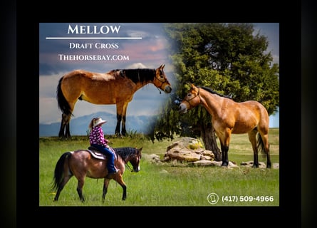 caballo de tiro Mestizo, Caballo castrado, 7 años, 157 cm, Ruano alazán