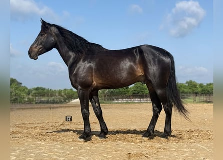 caballo de tiro, Caballo castrado, 7 años, 173 cm, Castaño