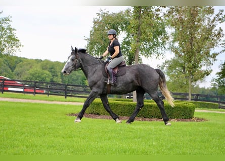 caballo de tiro, Caballo castrado, 7 años, Tordo